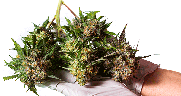 Cómo elegir tus semillas de marihuana para cultivar en interior